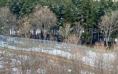 L’orso Juan Carrito a Palena, il Parco ‘mangia e sta bene’
